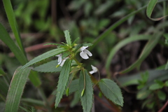Impatiens inconspicua